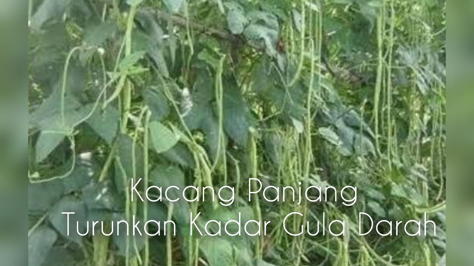 Blender 12 Kacang Panjang dengan Tomat Saja Sudah Pasti akan Menurunkan Kadar Gula Darah Anda