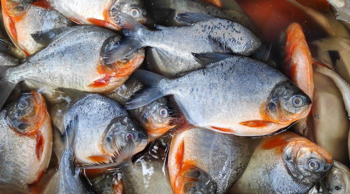 Suka Makan Ikan Bawal? Yuk Ketahui 5 Manfaatnya