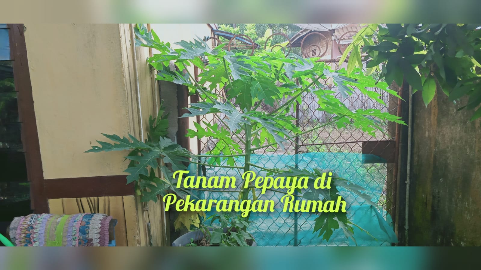 Demi 11 Khasiat di Balik Daunnya, Tanamlah Pepaya di Pekarangan Rumah