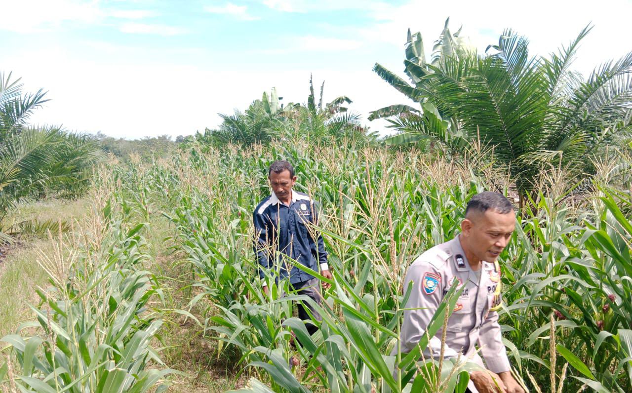 Bhabinkamtibmas Polres Muara Enim Dampingi Petani Cek Pertumbuhan Jagung