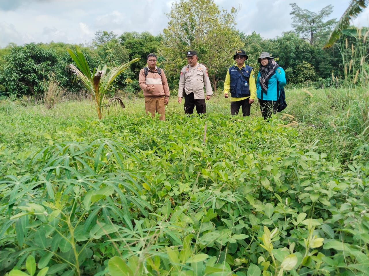 Tanam Kacang Tanah untuk Ketahanan Pangan