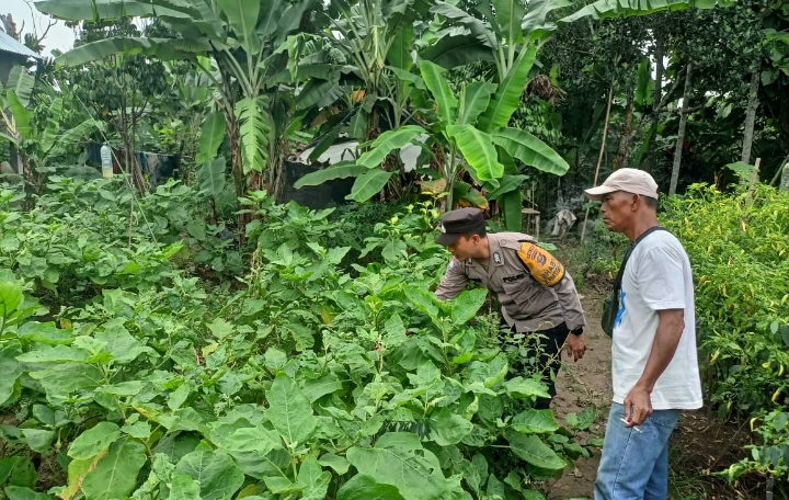 Dukung Ketahanan Pangan, Warga Desa Tanjung Jati Muara Enim Tanam Terong