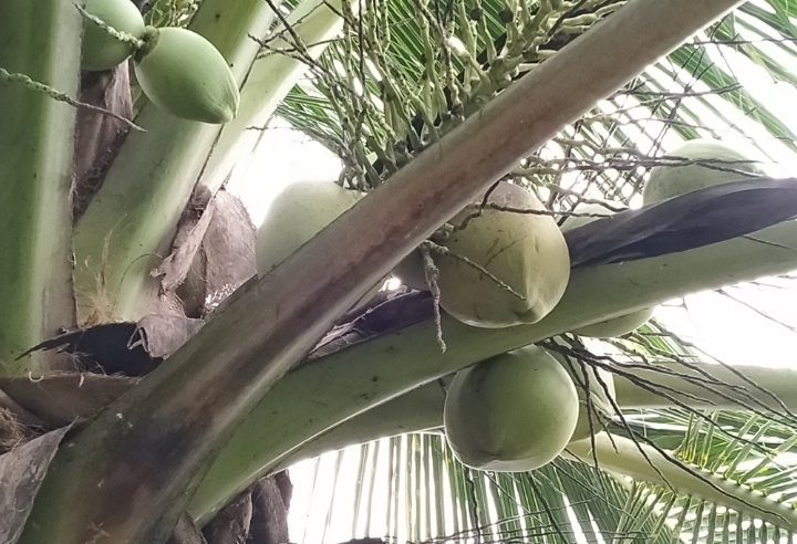 Jangan Dikonsumsi Berlebihan, Ini 5 Efek Samping Kelapa Muda