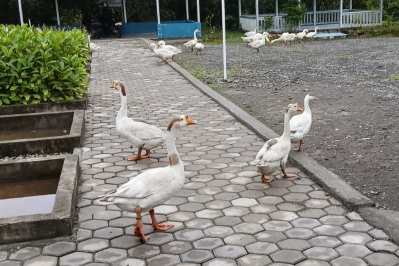 4 Manfaat Daging Angsa Jika Dikonsumsi Sangat Baik Untuk Tubuh