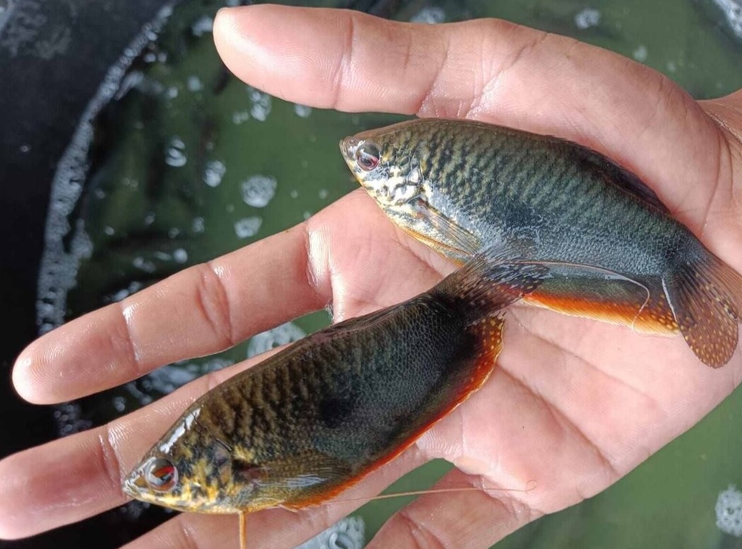Rahasia Manfaat Ikan Sepat untuk Kesehatan, Murah Tapi Kaya Nutrisi