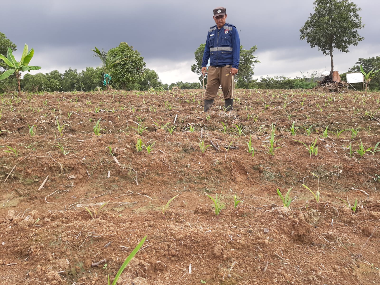 Bhabinkamtibmas Cek Ketahanan Pangan Koptan Tirta Tani Sukses