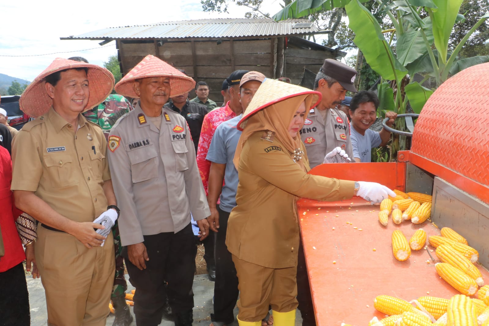 Kelompok Tani Bersama Wabup Sumarni Panen Raya Jagung Hibrida di Semende