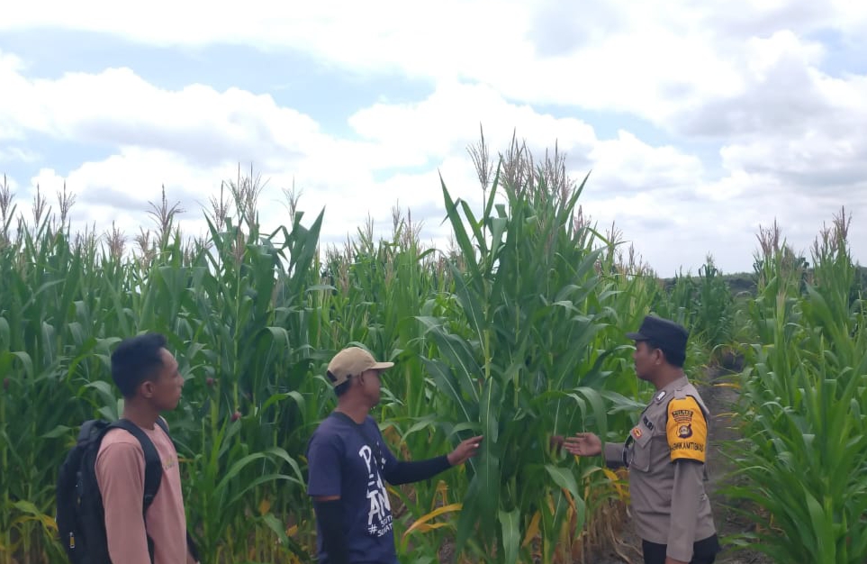 Bhabinkamtibmas Polsek Gelumbang Cek Perkembangan Tanaman Jagung