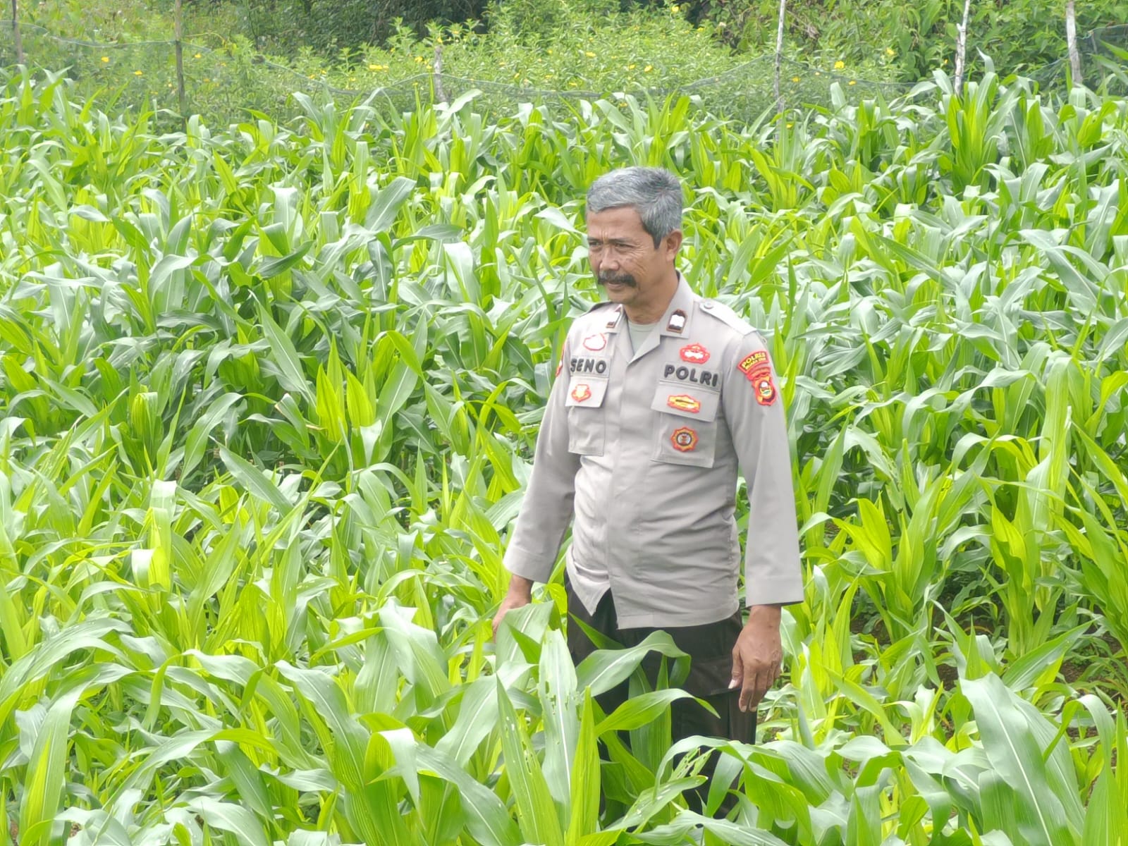 Tanaman Jagung Pipil di Semende Tumbuh Subur