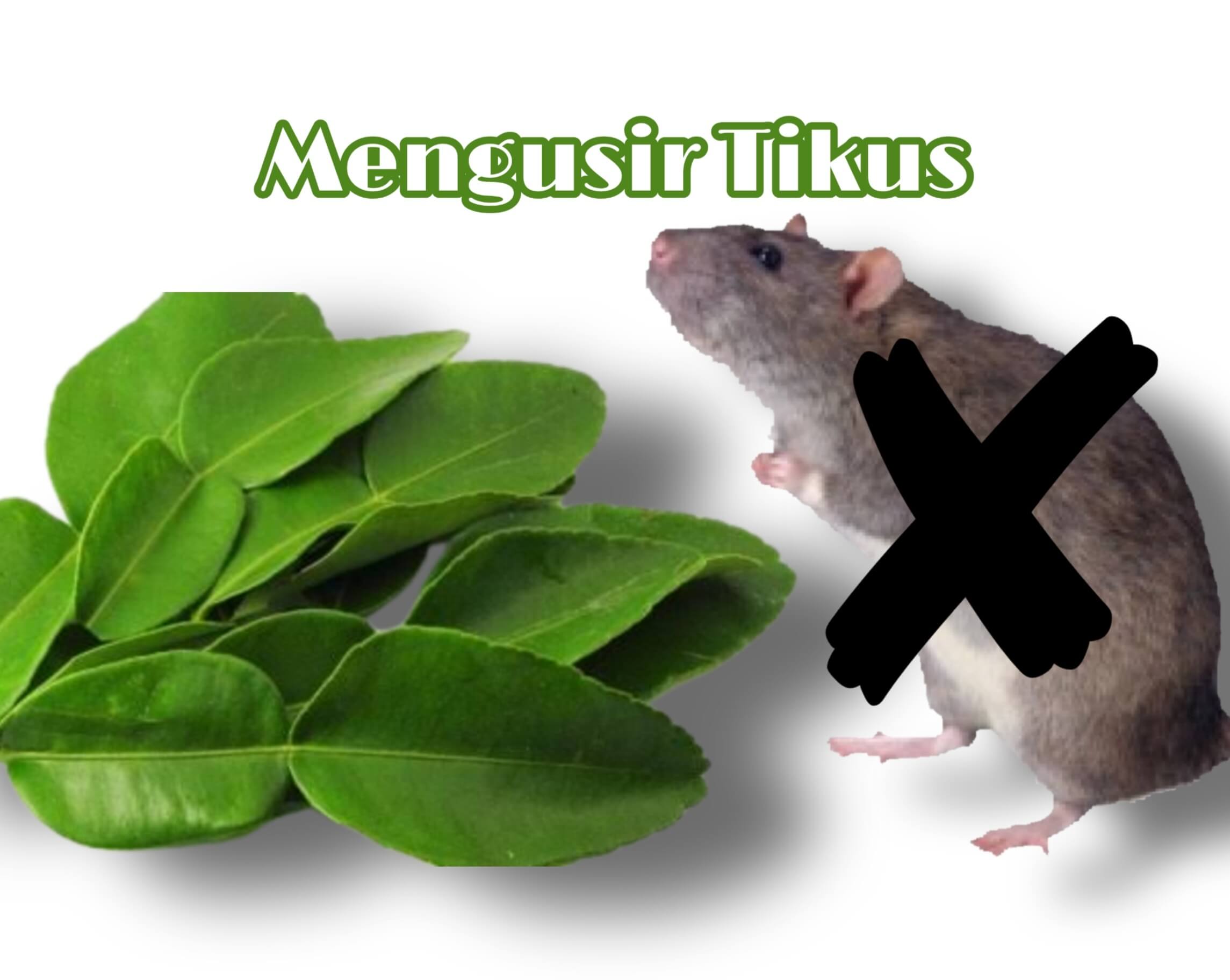 Pakai Daun Jeruk Nipis dan Kulit Jeruk Saja, Tikus Dijamin Kabur Gak Balik Lagi, Begini Caranya