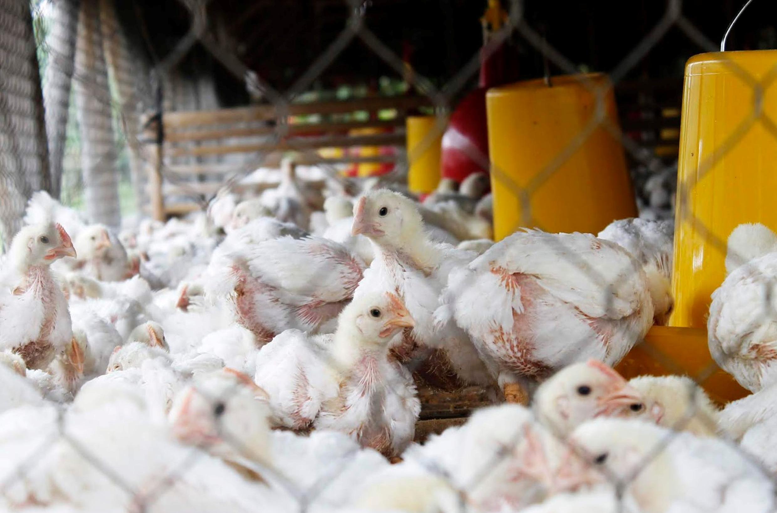 Waduh! 5 Tahun Beroperasi, Perusahaan Farm Broiler Ini Diduga Tak Kantongi Izin Penggunaan Jalan