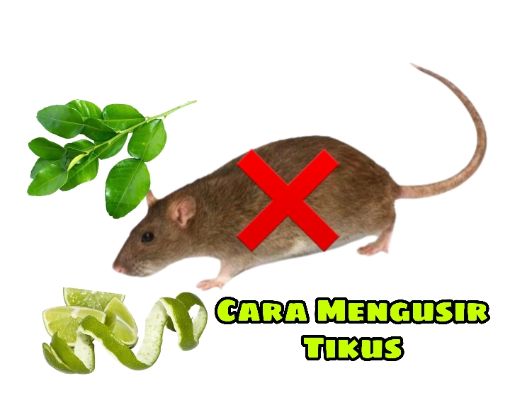 Ampuh dan Gak Balik Lagi! Begini Cara Usir Tikus Pakai Daun Jeruk Nipis dan Kulit Jeruk