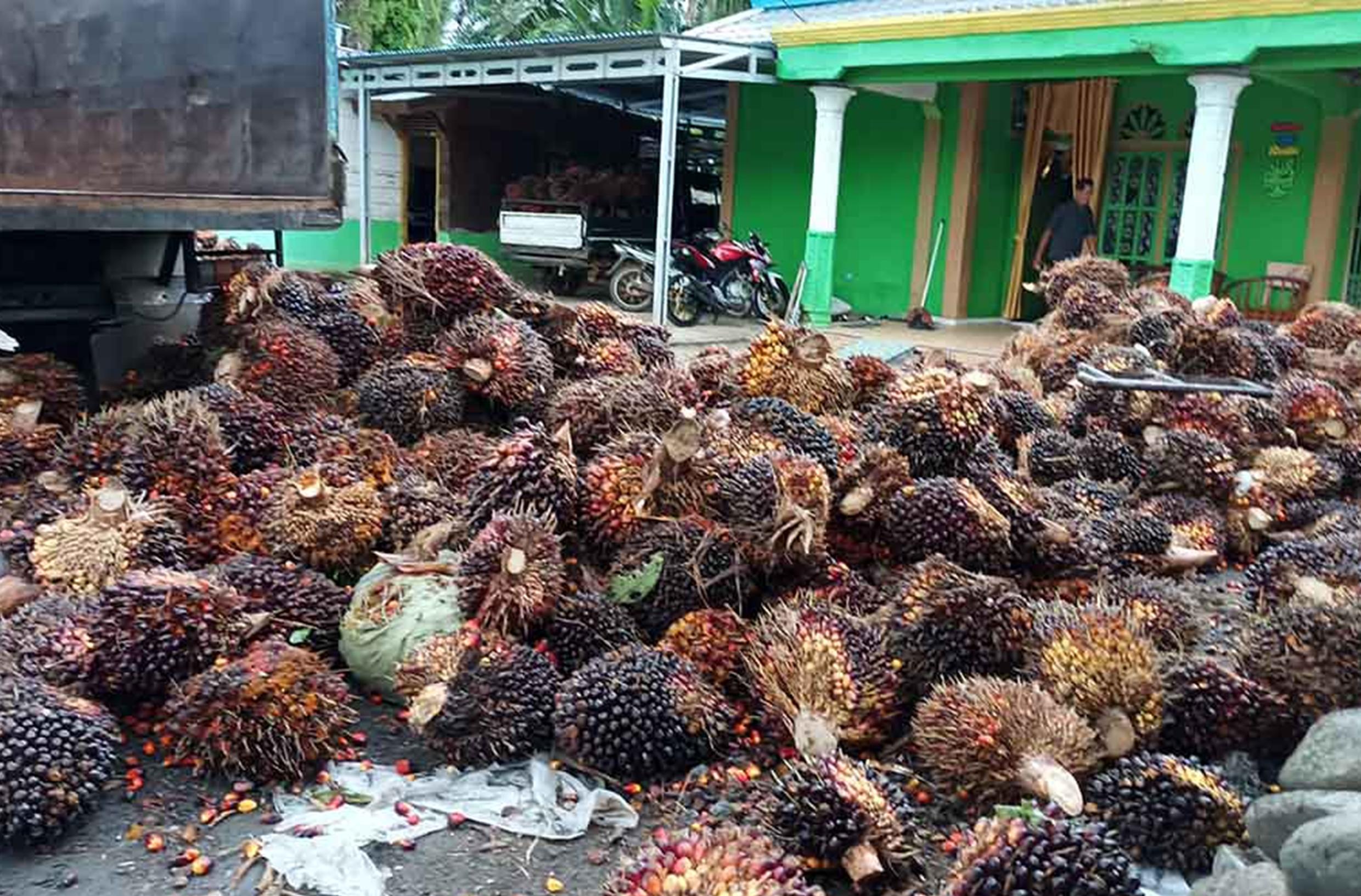 Petani Mengeluh, Harga Sawit Anjlok, Pupuk Susah Didapat