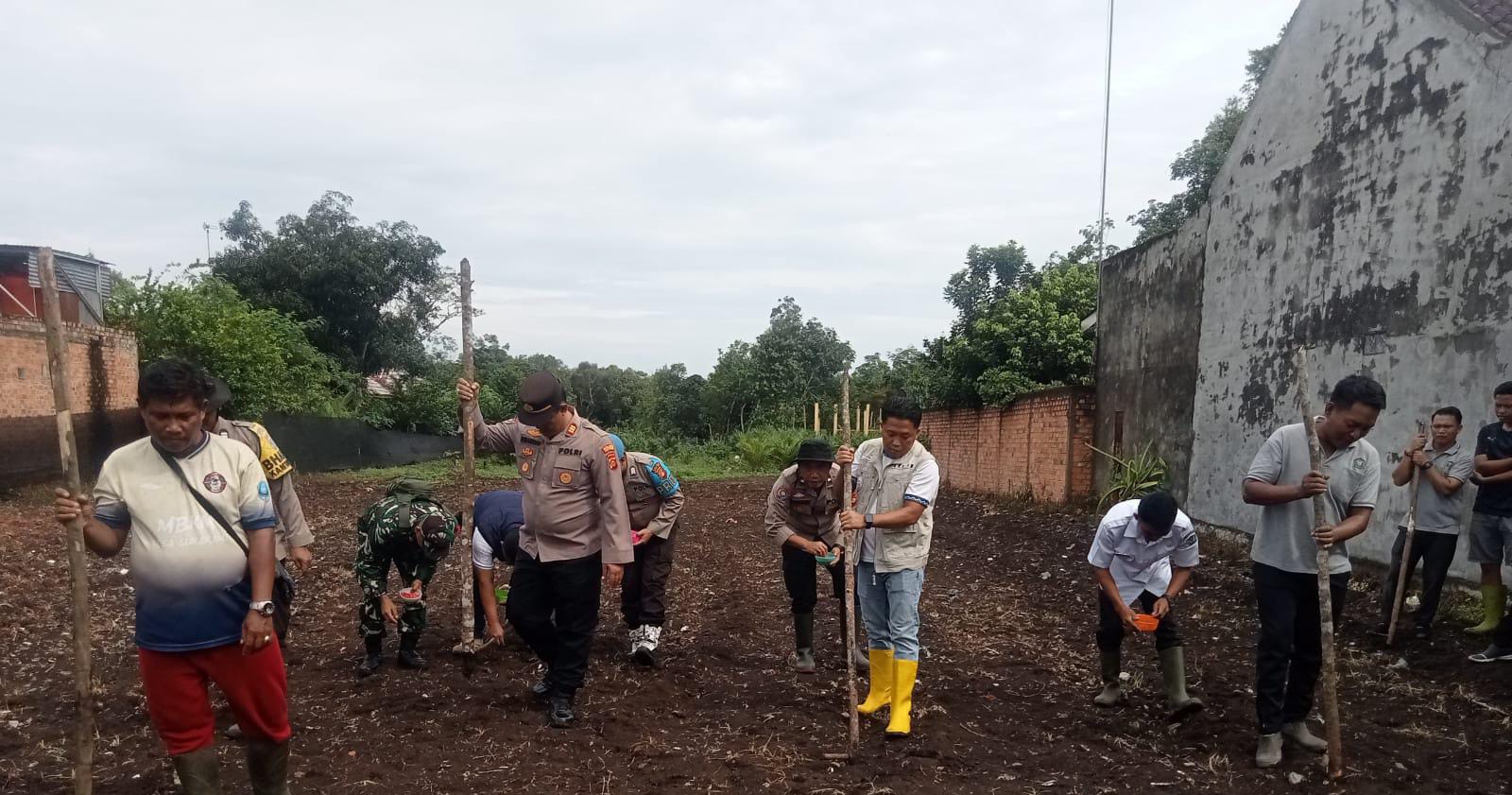 Polsek Sungai Rotan Galakkan Penanaman Jagung