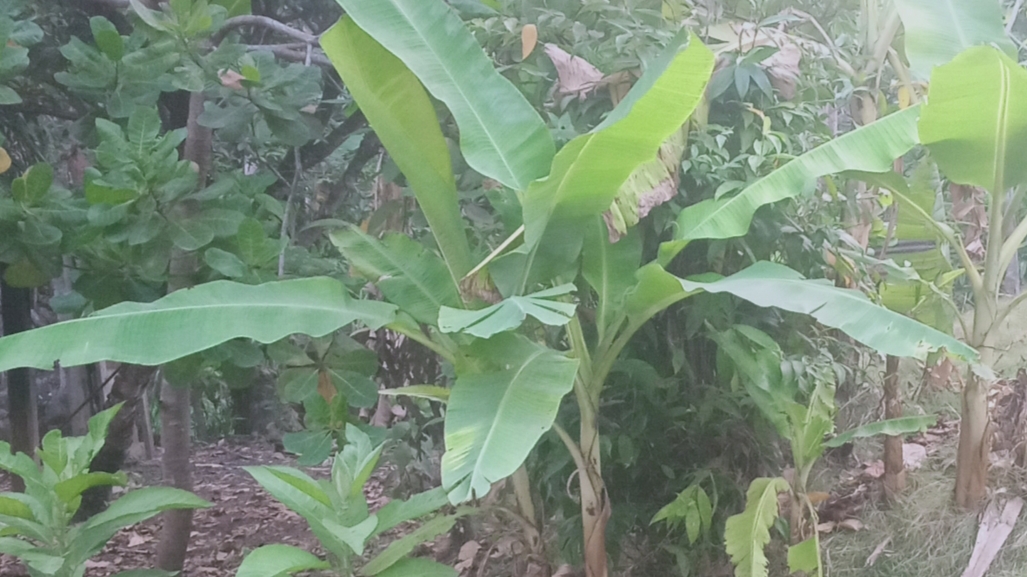 Siapa Bilang Gak Boleh Nanam Pisang di Pekarangan Rumah, Begini Penjelasan Lengkapnya 