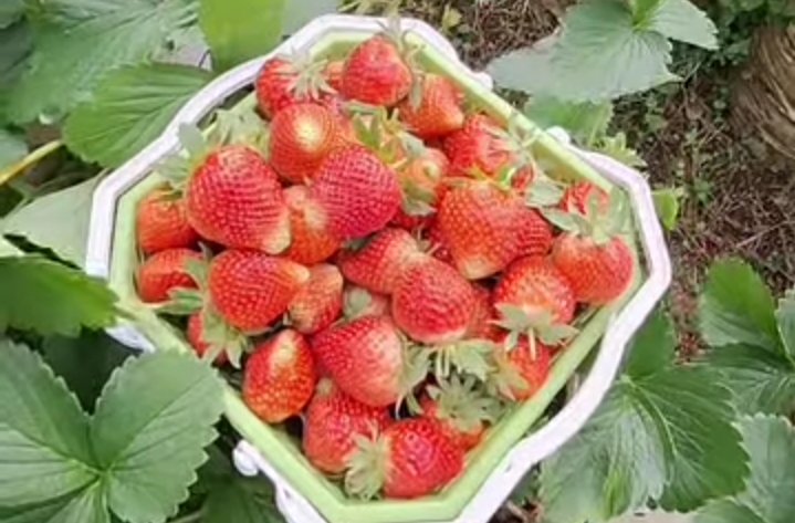 Ini Dia Manfaat dan Efek Samping Stoberi