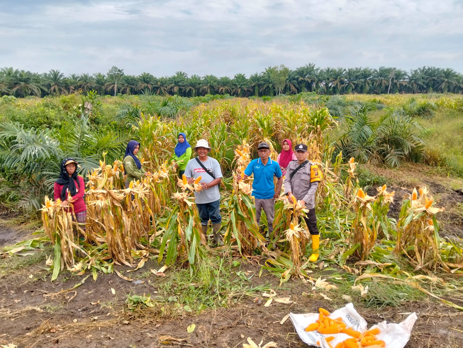 Dorong Ketahanan Pangan Lewat Panen Raya Jagung di Muara Belida