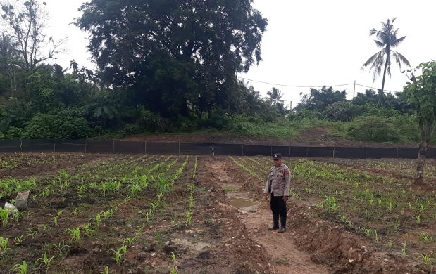 Anggota Polsek Lawang Kidul Cek Progres Penanaman Jagung Serentak