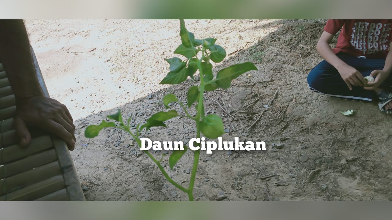 Daun Ciplukan Dapat Mengobati dan Menangkal 16 Jenis Penyakit 