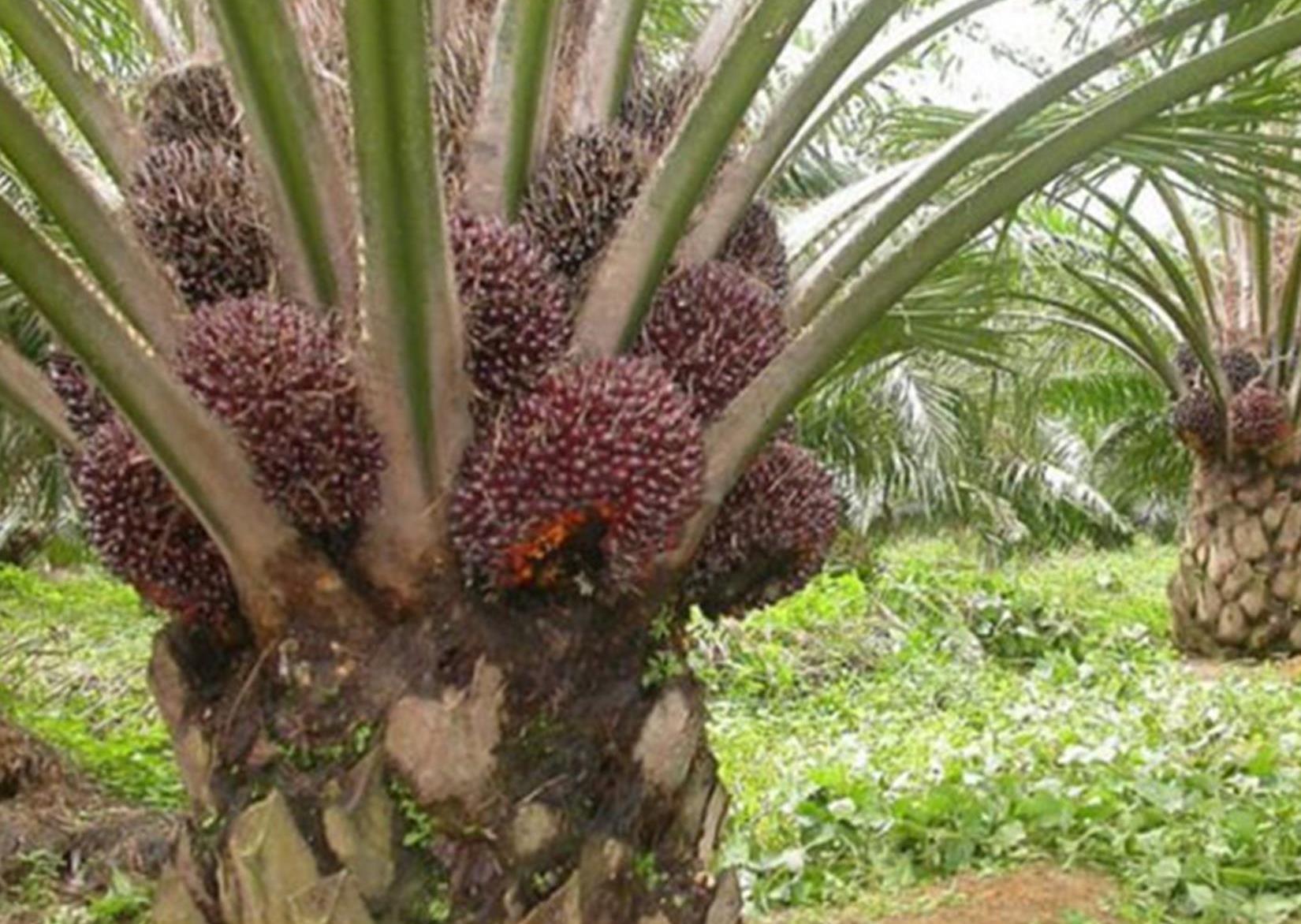 Memelihara Tanaman Sawit Agar Berbuah Lebat dan Berat 