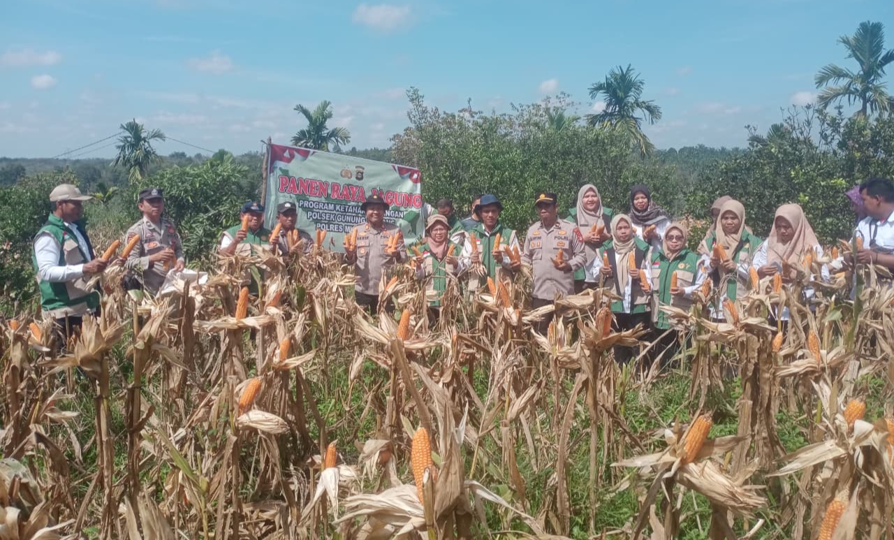 Panen 1,5 Ton Jagung di Lahan 2,25 Hektare