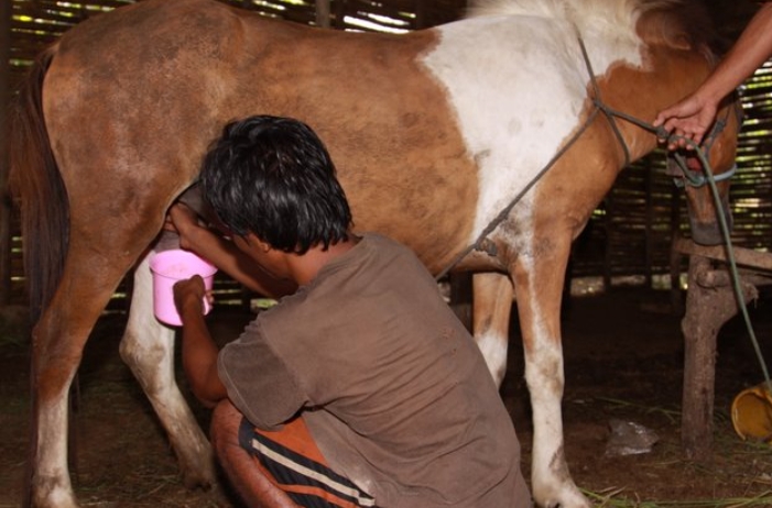 Kamu Harus Tahu! Ini Dia Manfaat Susu Kuda Liar