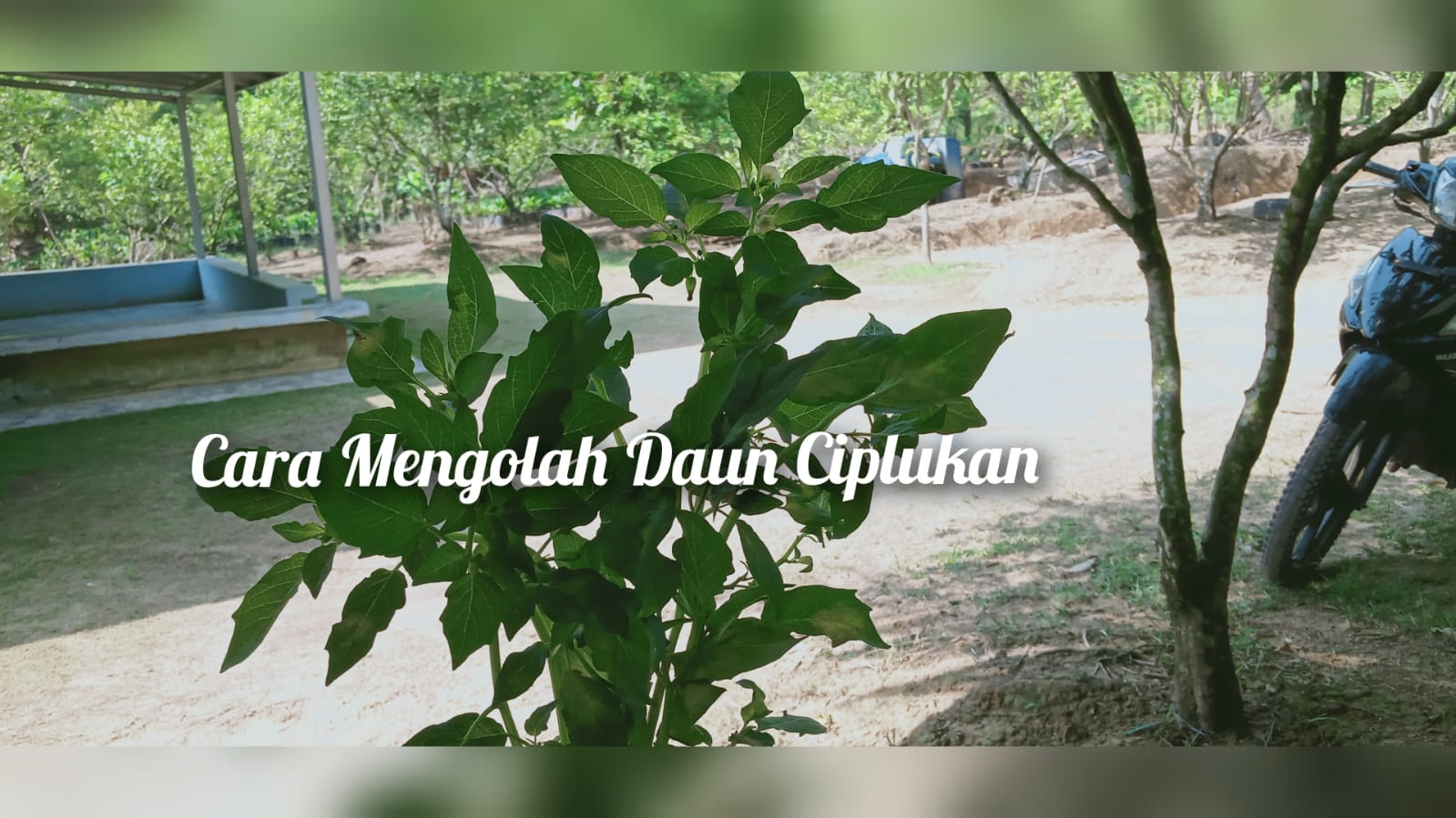 Cara Mengolah Daun Ciplukan untuk Obati 16 Jenis Penyakit Umum Diderita Masyarakat 