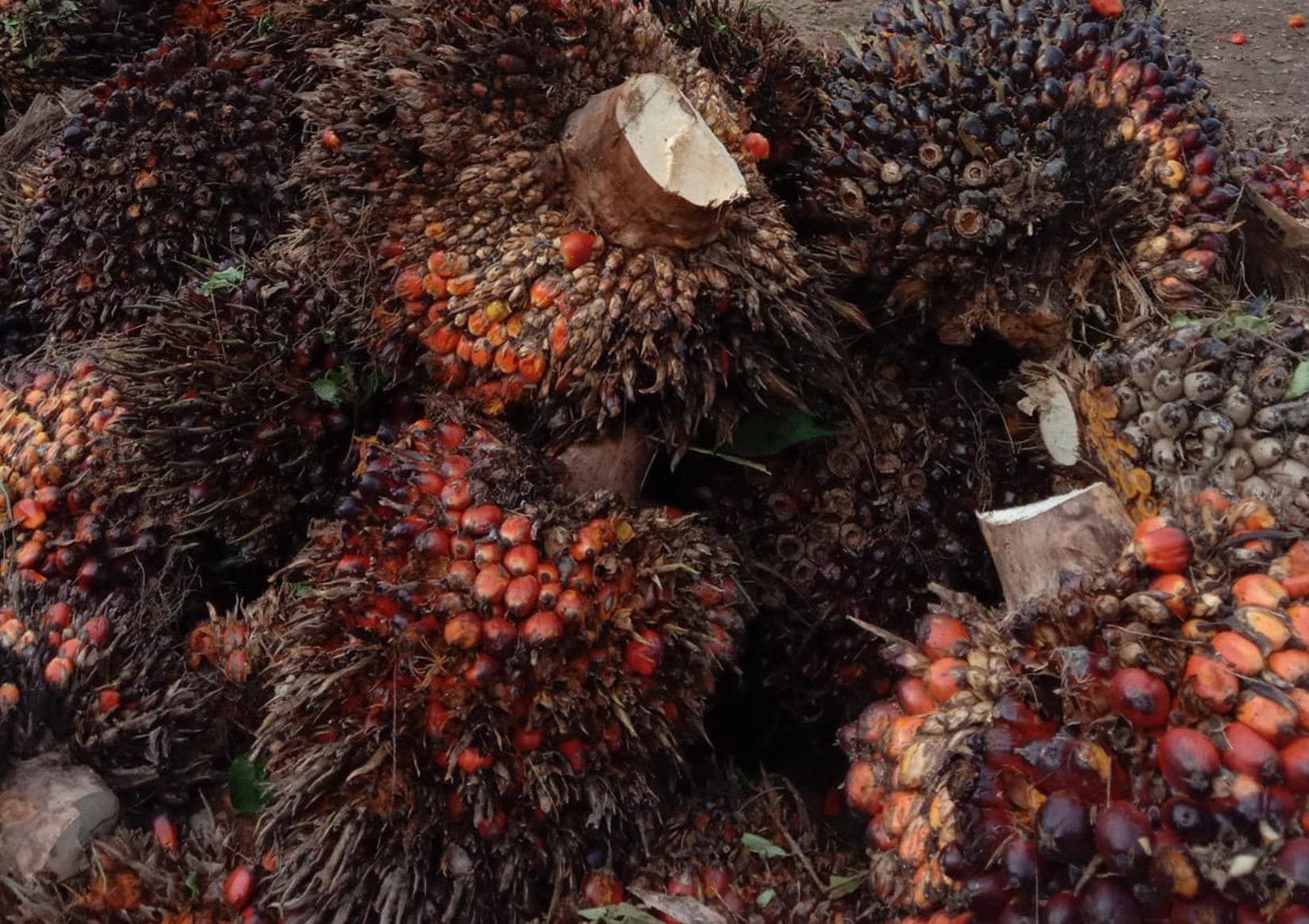 5 Kabupaten di Sumatera Selatan Penghasil Sawit Terbesar