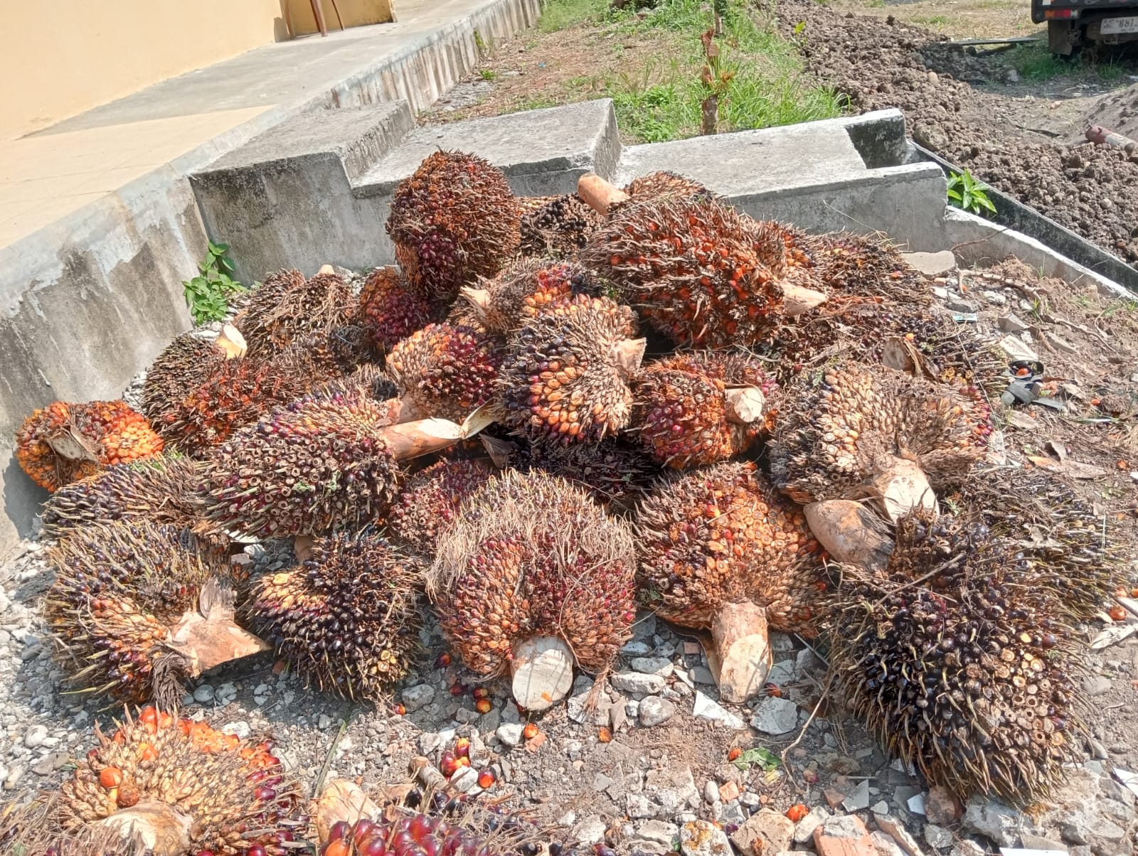 Team Trabazz Polsek Gunung Megang Ringkus Pencuri 60 Tanda Buah Sawit