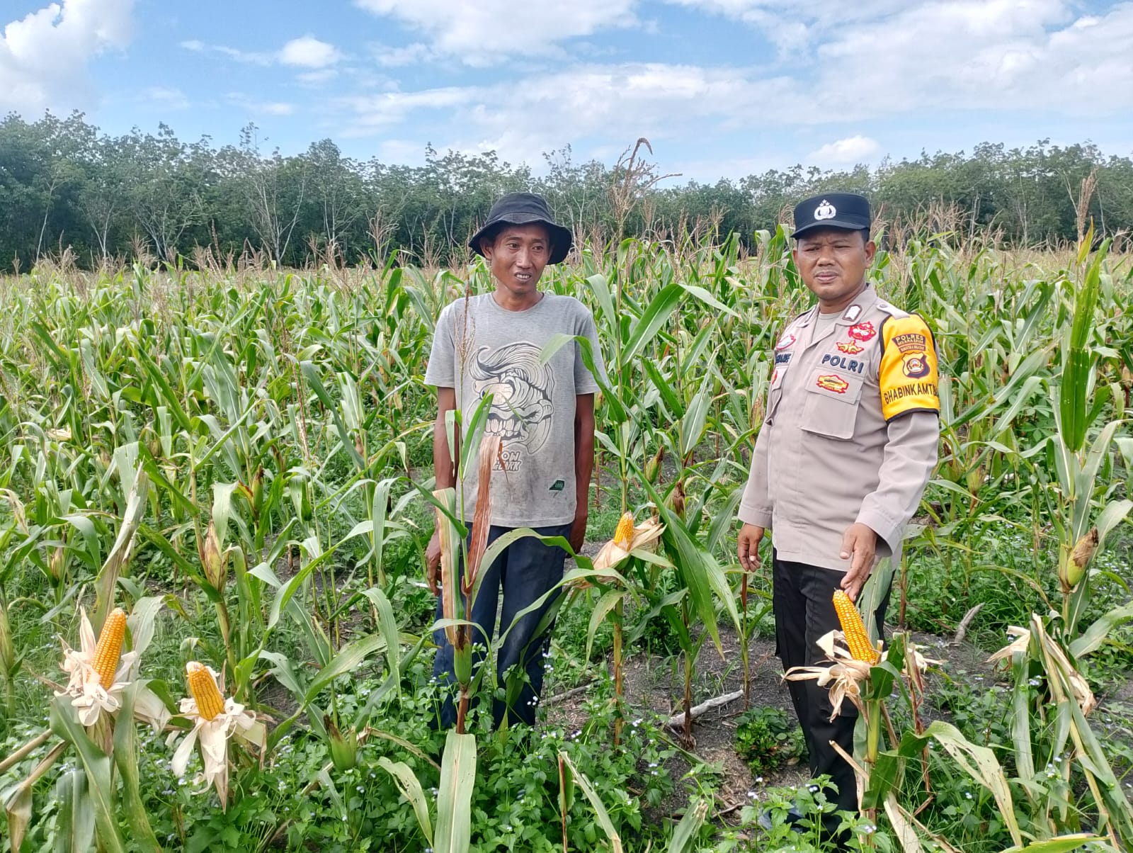 Bhabinkamtibmas Polsek Gelumbang Cek Lahan Jagung Kuartal III