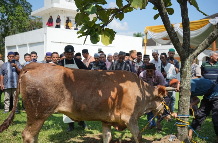 Jelang Hari Raya Idul Adha, PT Bukit Asam Gelar Pelatihan Penyembelihan Hewan Kurban di Tanjung Enim