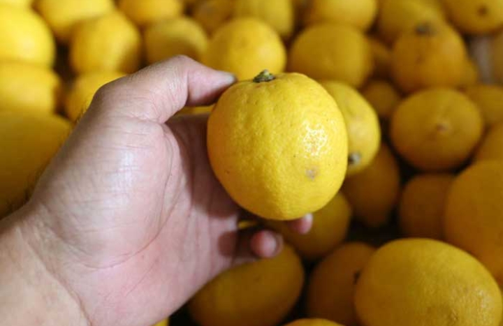 3 Manfaat Mengonsumsi Buah Lemon, Nomor 1 Tak Disangka