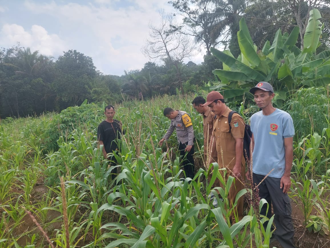 Sulap Lahan Tidur jadi Sumber Penghasilan