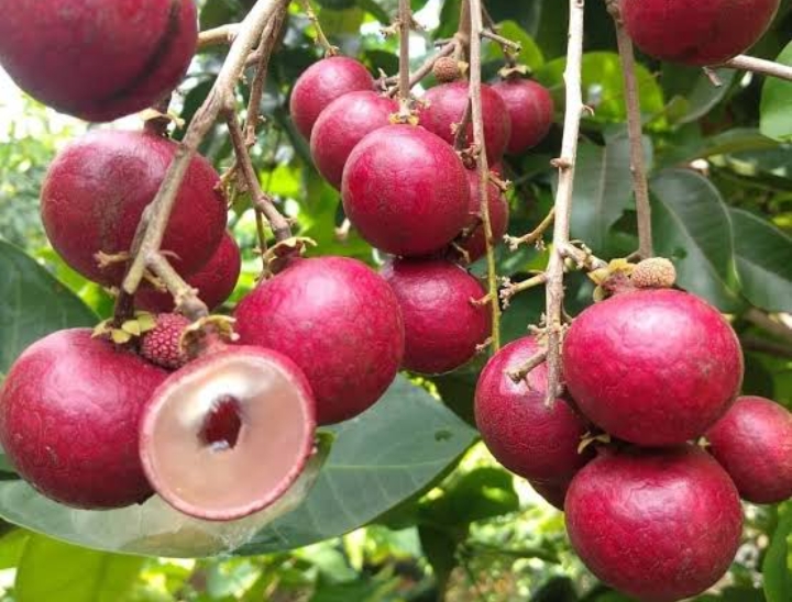 Ini Dia Manfaat Buah Kelengkeng Merah untuk Kecantikan