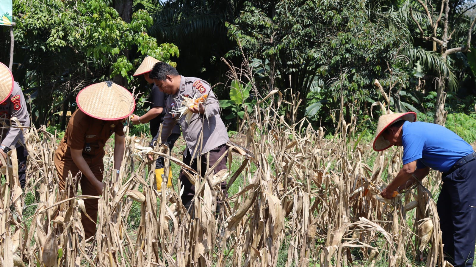 Polsek Lawang Kidul Bersama Masyarakat Panen 300 Kg Jagung