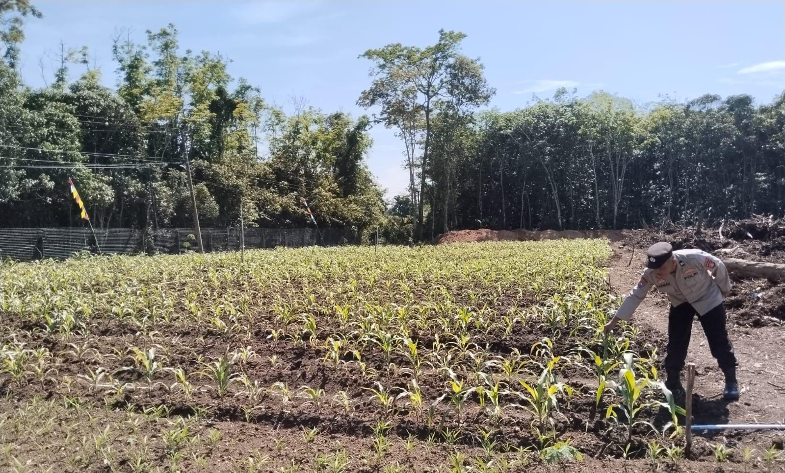 Cek Lahan dan Pertumbuhan Jagung Warga