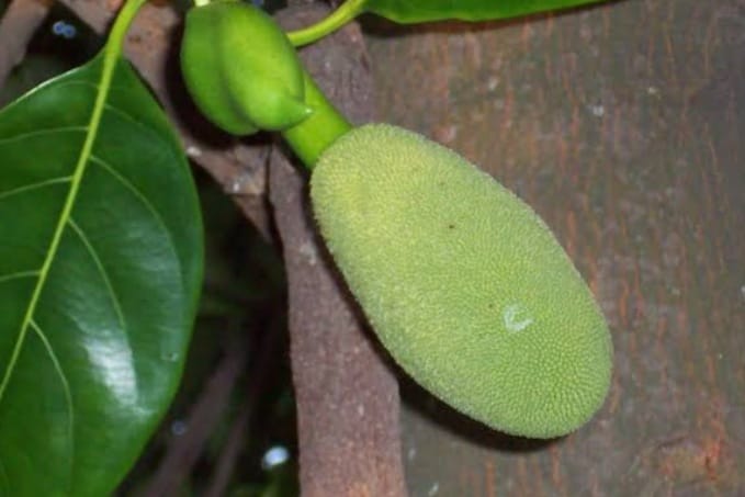 Putik Nangka Ternyata Bisa Menjadi Obat Herbal Untuk Penyakit Biduran, Begini Cara Mengaplikasikannya