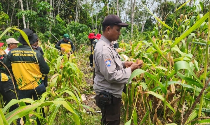 Wujudkan Swasembada Pangan, Desa Bulang Panen 1 Ton Jagung