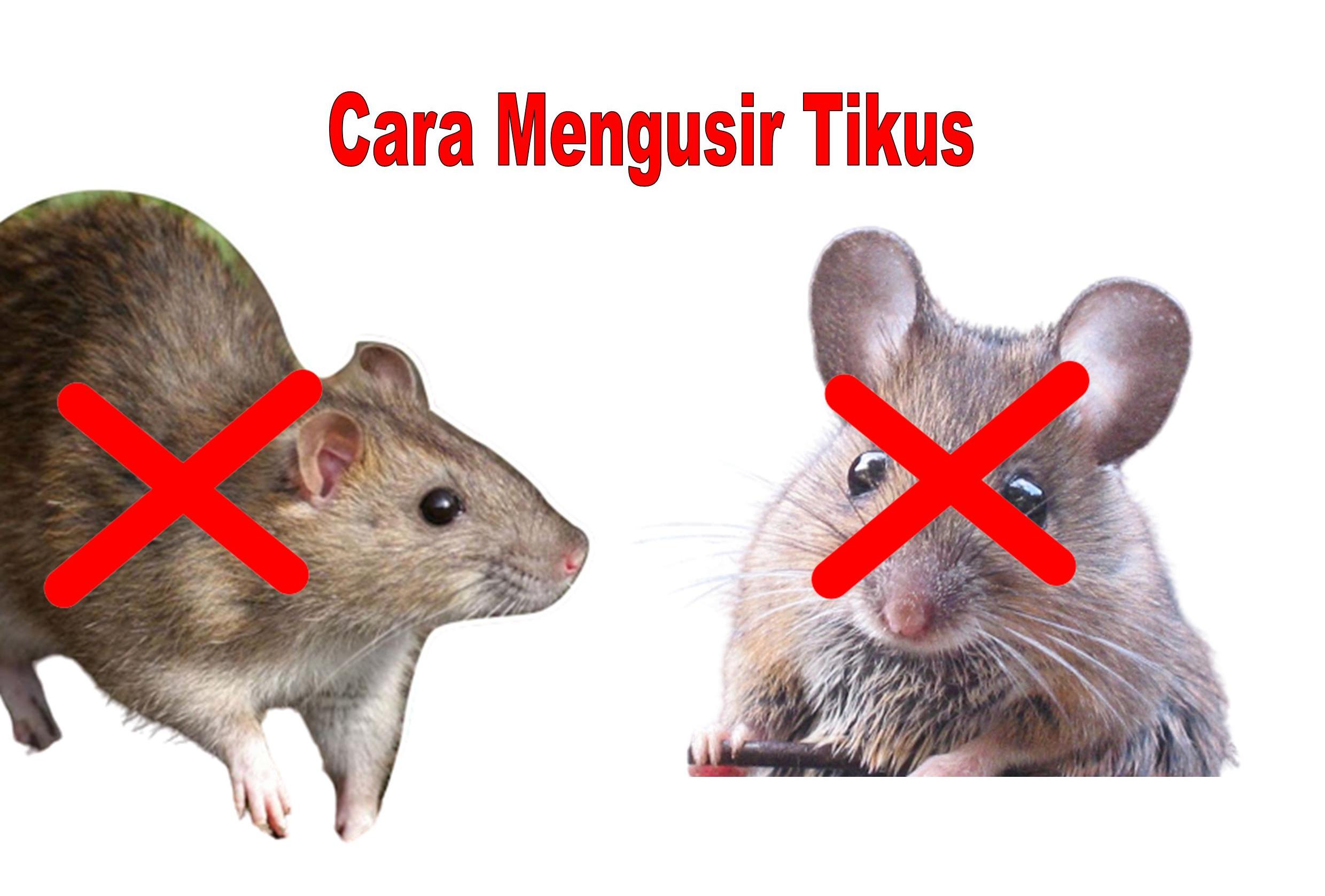 Harus Dicoba! Usir Tikus dari Rumahmu Pakai Daun Jeruk Nipis dan Kulit Jeruk, Dijamin Gak Balik Lagi