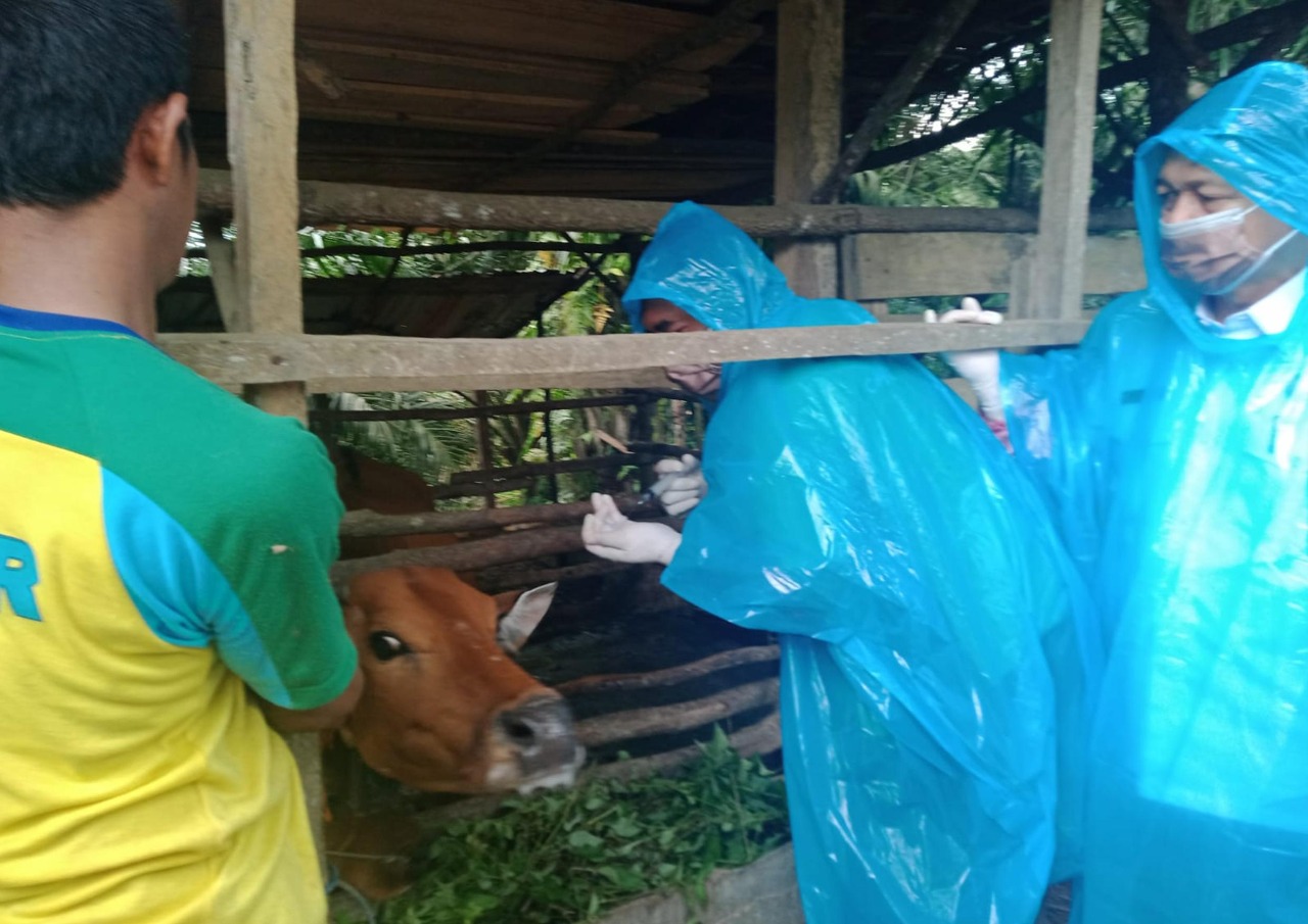 Belasan Sapi di Kecamatan Muara Enim Terjangkit Penyakit Mulut dan Kaki