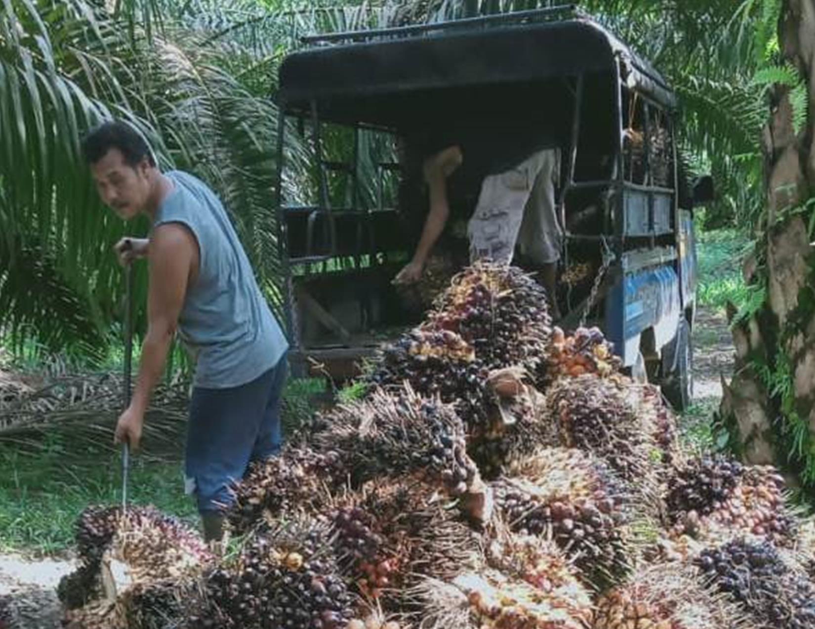 Pemerintah Genjot Program Bahan Bakar Nabati dari Sawit