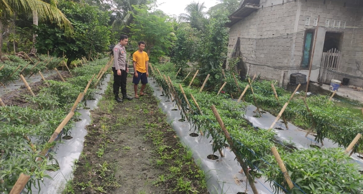 Dukung Ketahanan Pangan, Warga Desa Sukajadi Manfaatkan Lahan untuk Taman Cabai