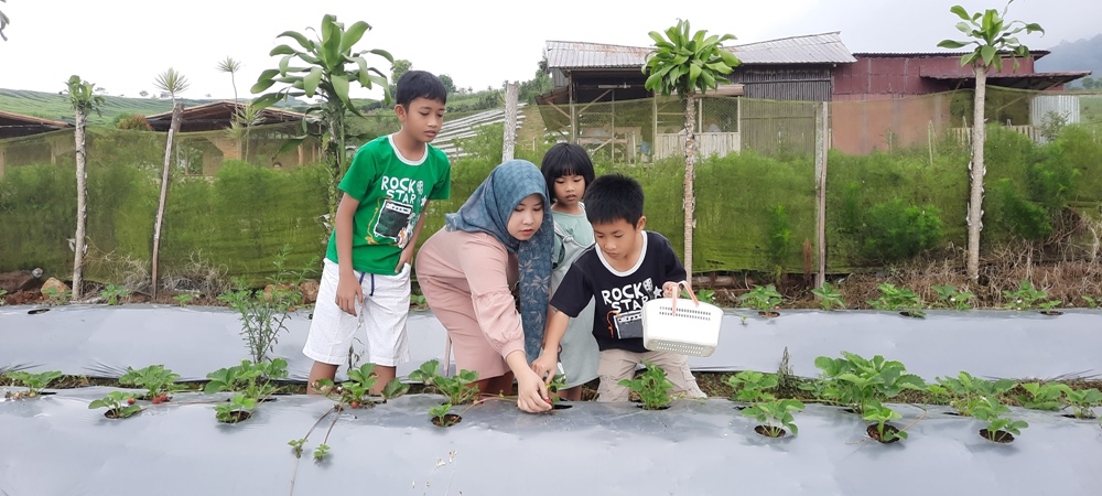 Lagi Liburan ke Pagaralam, Yuk Mampir ke Wisata Edukasi Kebun Stroberi Gunung Dempo