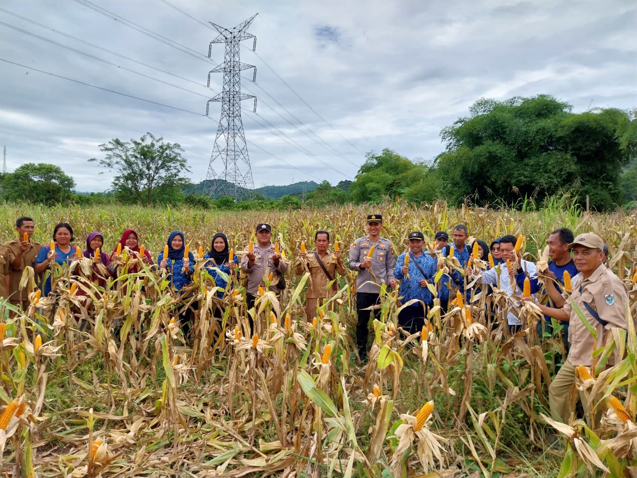 Panen 4 Ton Jagung di 2 Kecamatan