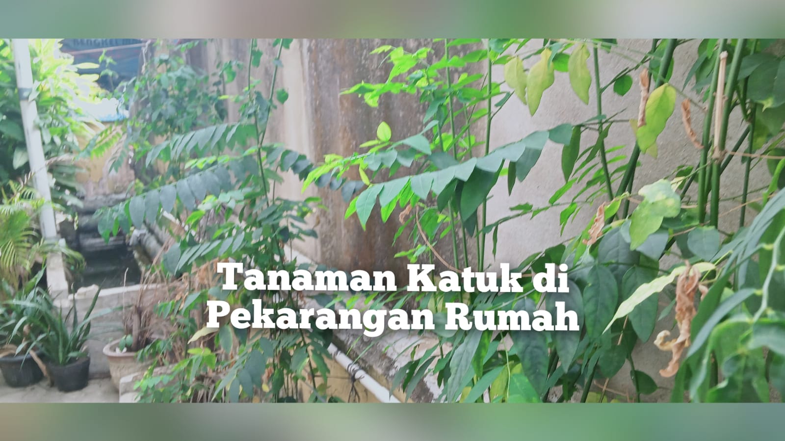 Tanam Katuk di Pekarangan Rumah, Ambil 10 Khasiat Luar Biasa dari Daunnya