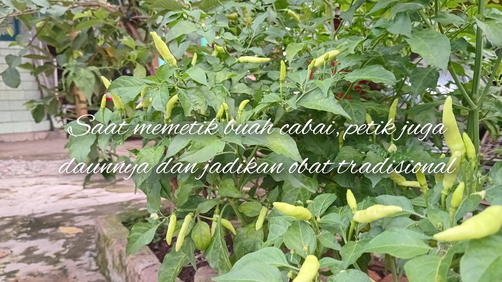 Memetik Khasiat Pengobatan dari Daun Cabai yang Jarang Diketahui Orang