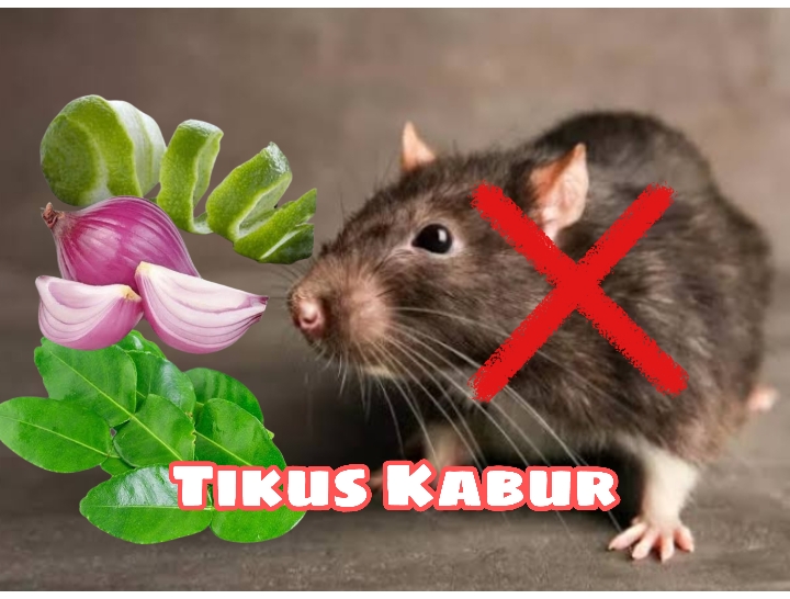 Gunakan 3 Bahan Sekaligus, Daun Jeruk Nipis, Kulit Jeruk dan Bawang Merah, Tikus Kapok Gau Balik Lagi!