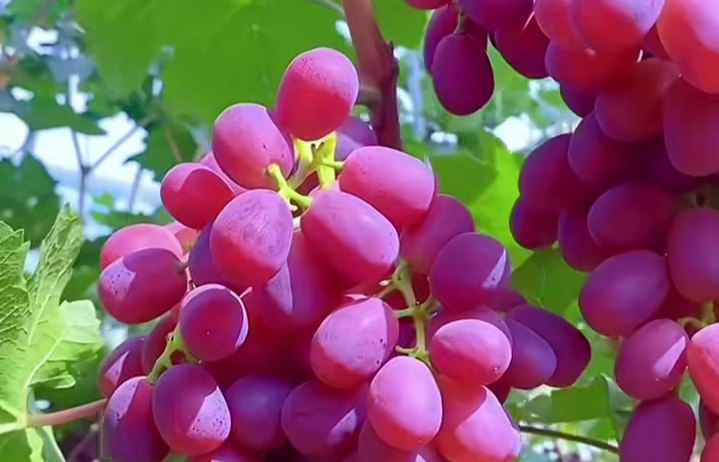 Ini Cara Aman dan Tepat Mengonsumsi Buah Anggur