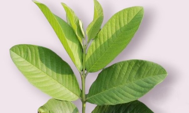 Mau Punya Wajah Glowing? Yuk Coba Pakai Daun Jambu Biji