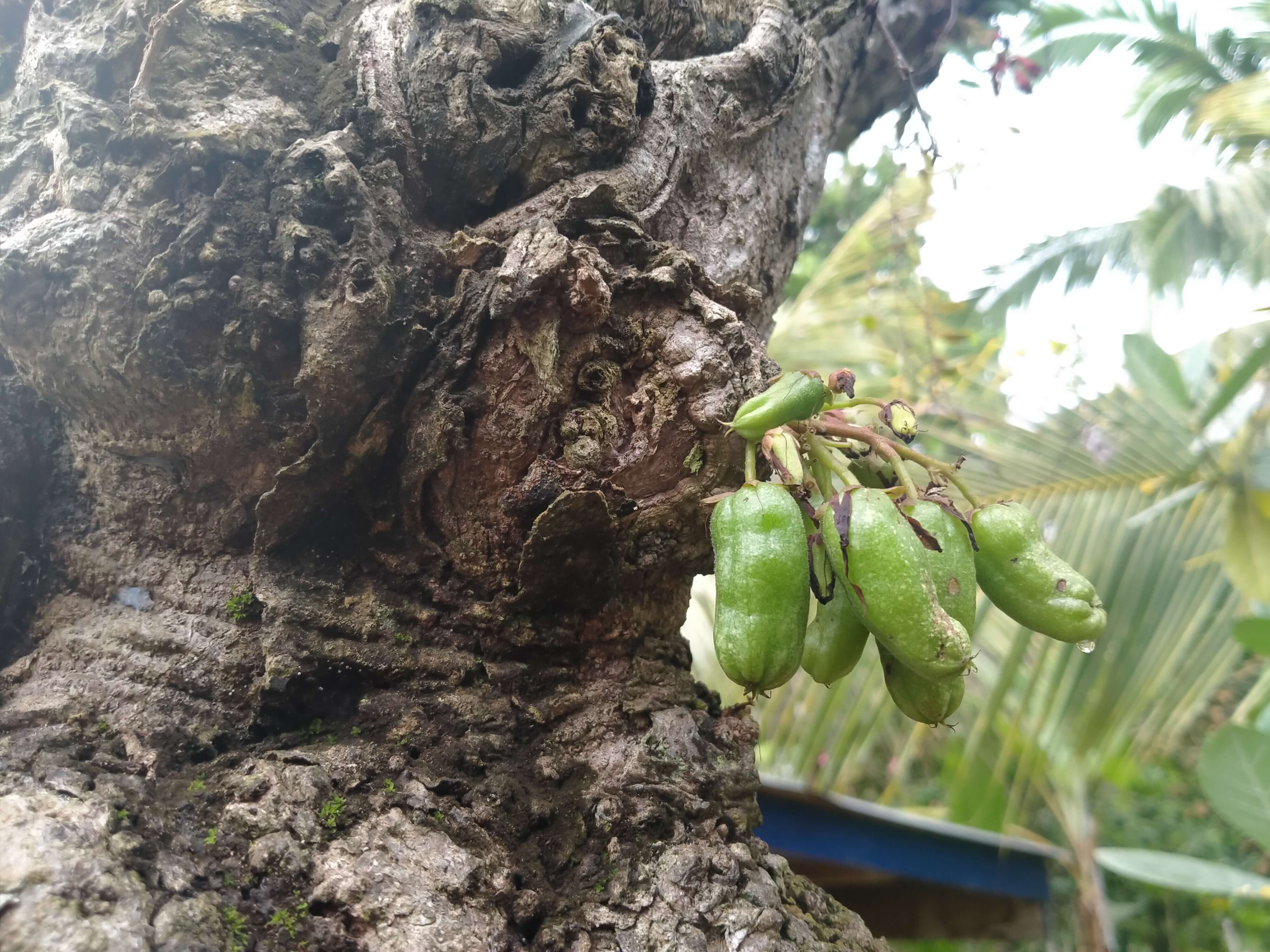 Begini Cara Hilangkan Uban, Bukan Dicabut Atau Dicat, Tapi Pakai Belimbing Wuluh